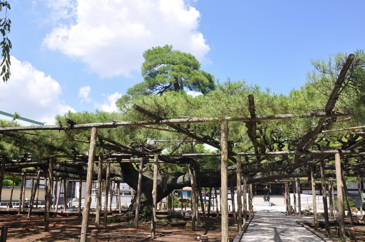 🏯 연명사 (엔메이지)